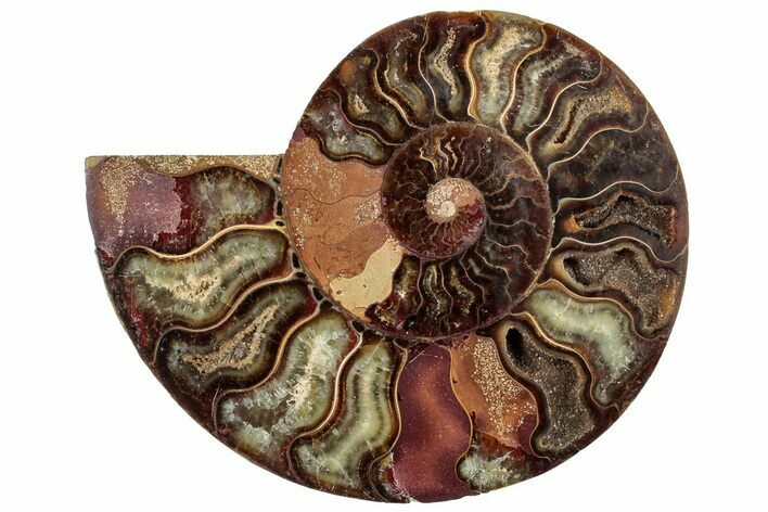 Cut & Polished Ammonite Fossil (Half) - Crystal Pockets #308184